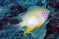 Amblyglyphidodon aureus