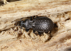 Carabus