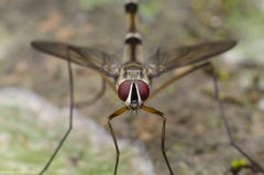 Doleschalla elongata