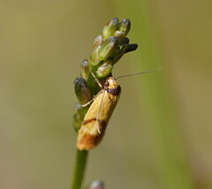 Plectobela ecliptica