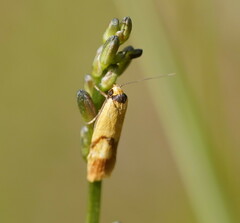 Plectobela ecliptica