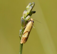 Plectobela ecliptica