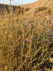 Zygophyllum indicum