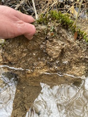Ambystoma barbouri