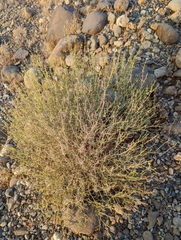 Zygophyllum indicum