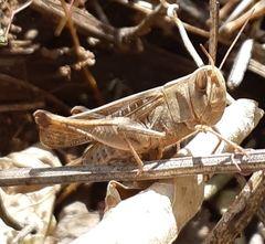 Rhammatocerus viatorius