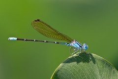 Argia rhoadsi