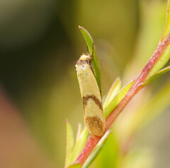 Plectobela ecliptica