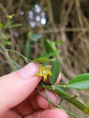 Secamone gerrardii
