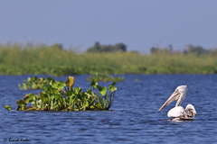 Pelecanus philippensis