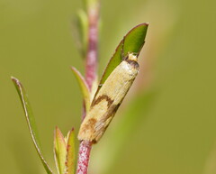 Plectobela ecliptica
