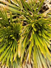 Aciphylla lecomtei