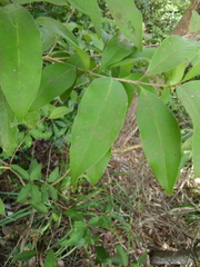Notelaea longifolia