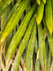 Aciphylla lecomtei