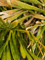 Aciphylla lecomtei