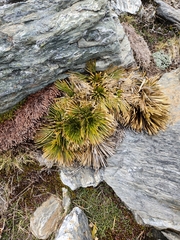 Aciphylla lecomtei