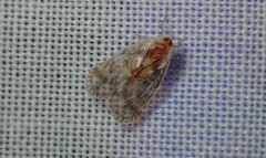 Saccharodite chrysonoe