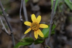 Wedelia hispida