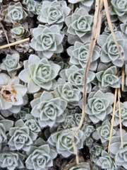 Leucogenes grandiceps