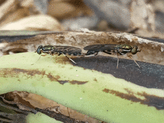 Sarginae