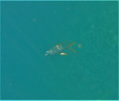 Trachinotus rhodopus