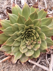 Dudleya brittonii