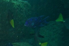 Microspathodon dorsalis