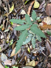 Cupaniopsis newmanii