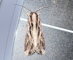 Spodoptera dolichos
