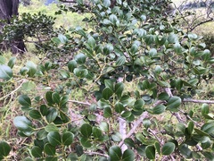 Psydrax odorata buxifolia