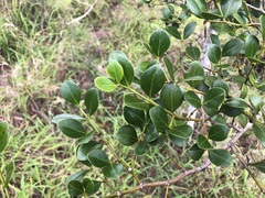 Psydrax odorata buxifolia