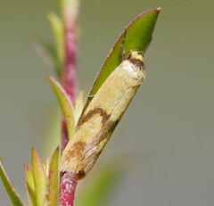Plectobela ecliptica