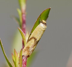 Plectobela ecliptica