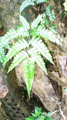 Arachniodes rhomboidea