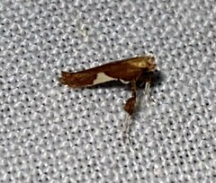 Caloptilia stigmatella