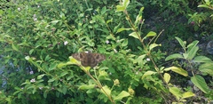 Ephyriades