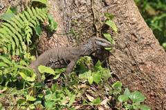 Varanus bengalensis