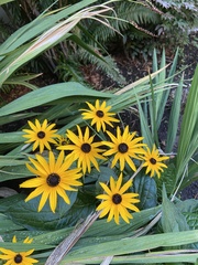 Rudbeckia hirta