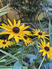 Rudbeckia hirta