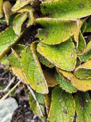Brachyglottis bellidioides