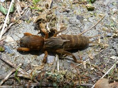 Neocurtilla hexadactyla