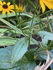 Rudbeckia hirta