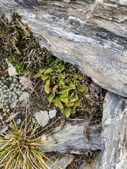 Brachyglottis bellidioides