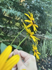 Rudbeckia hirta