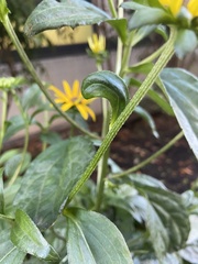 Rudbeckia hirta