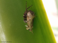 Acrolophinae