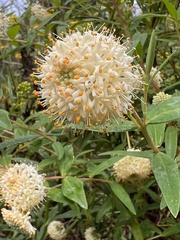 Pimelea ligustrina