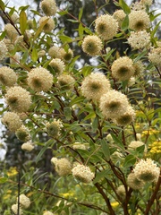Pimelea ligustrina