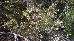 Boronia floribunda