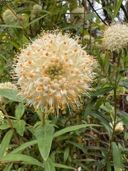 Pimelea ligustrina